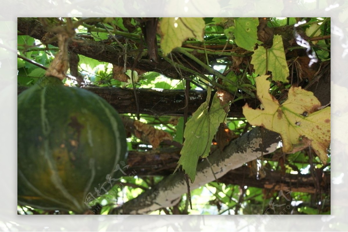 葡萄架里的南瓜图片