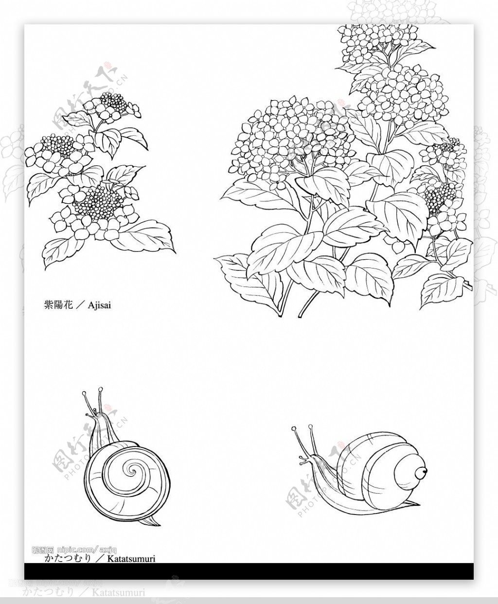 绣球花与蜗牛图片
