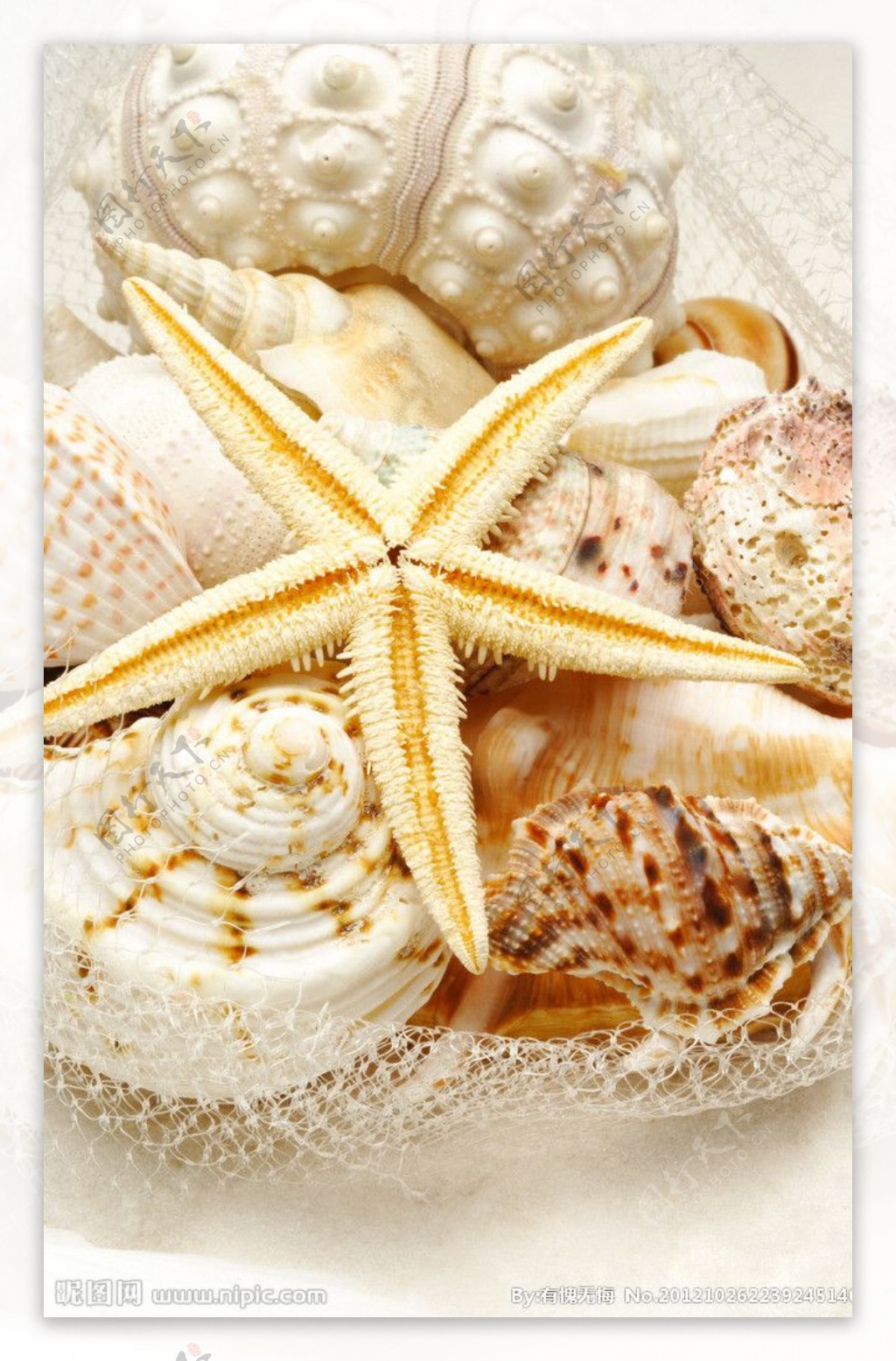 贝壳海螺海星图片