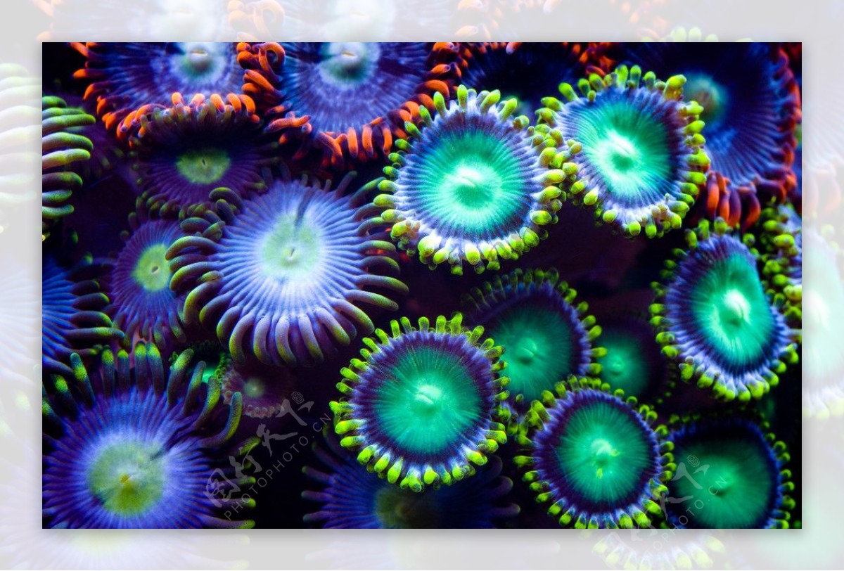 水族馆珊瑚图片