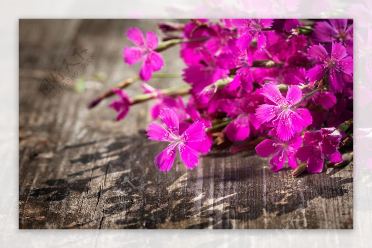 唯美丁香花图片