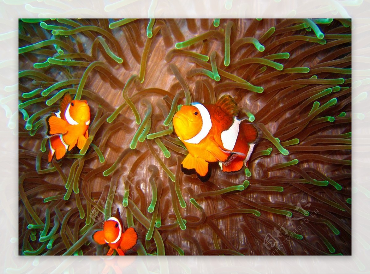 珊瑚热带鱼图片