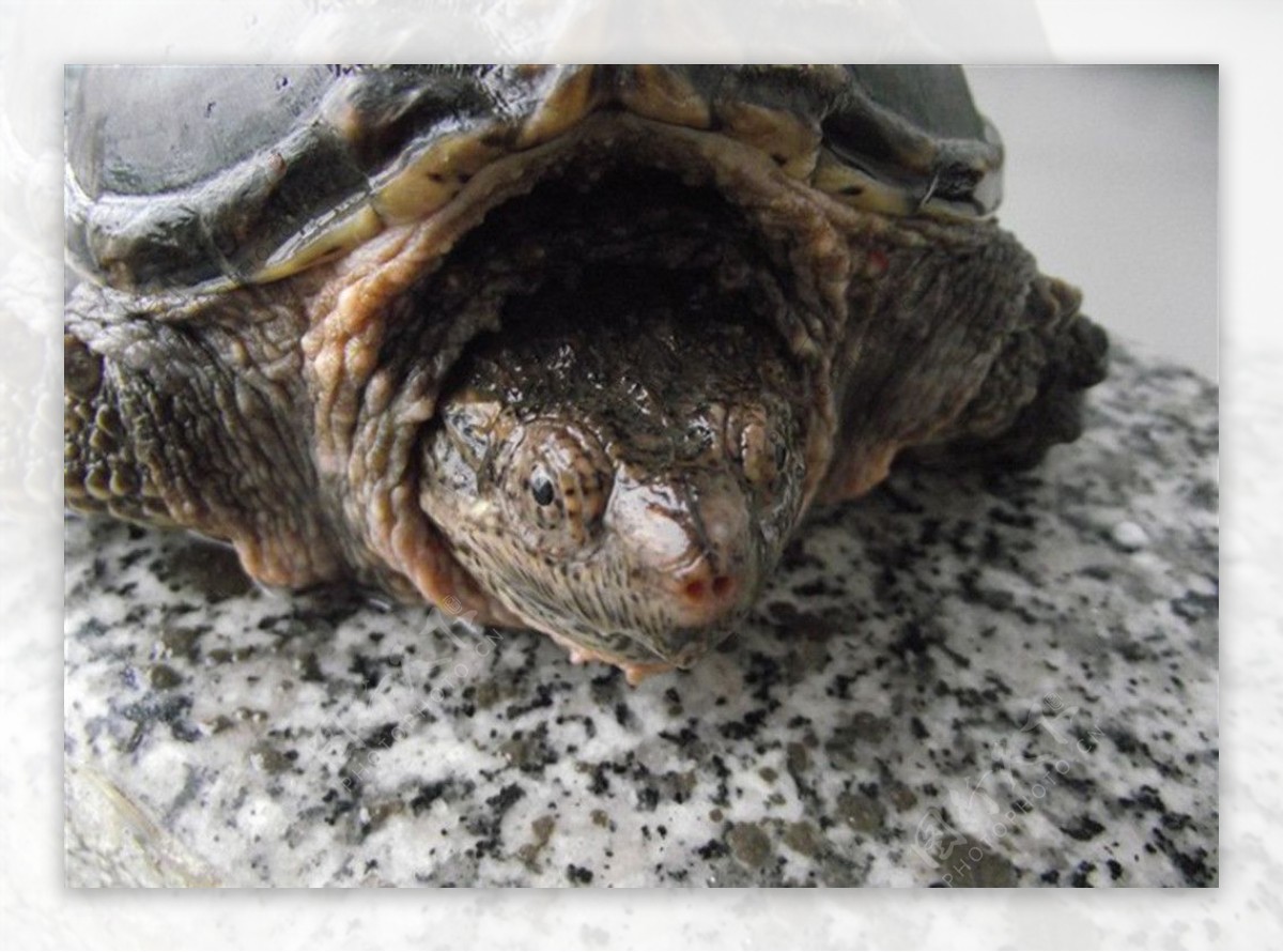 小鳄龟 水龟 爬行动物摄影图__野生动物_生物世界_摄影图库_昵图网nipic.com
