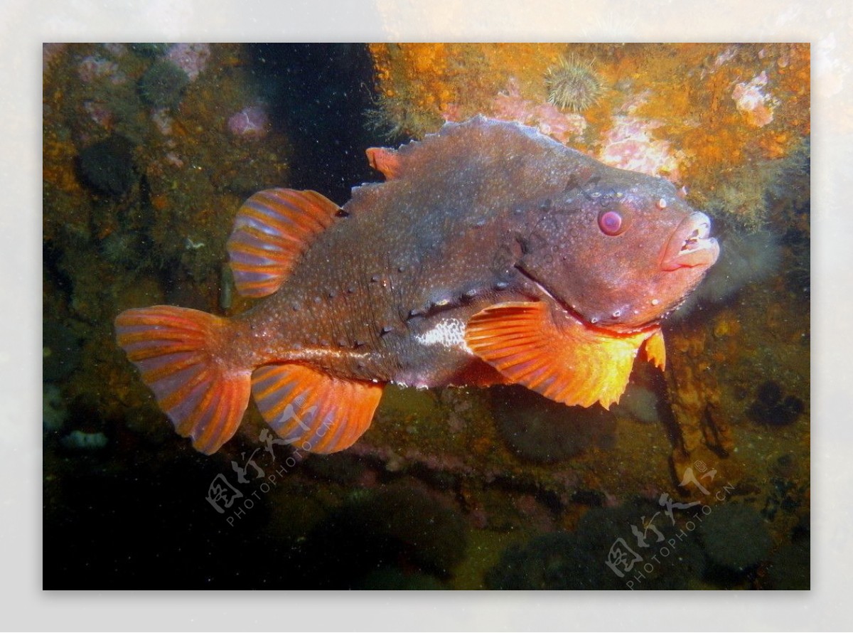 高清晰海洋生物-鱼类摄影