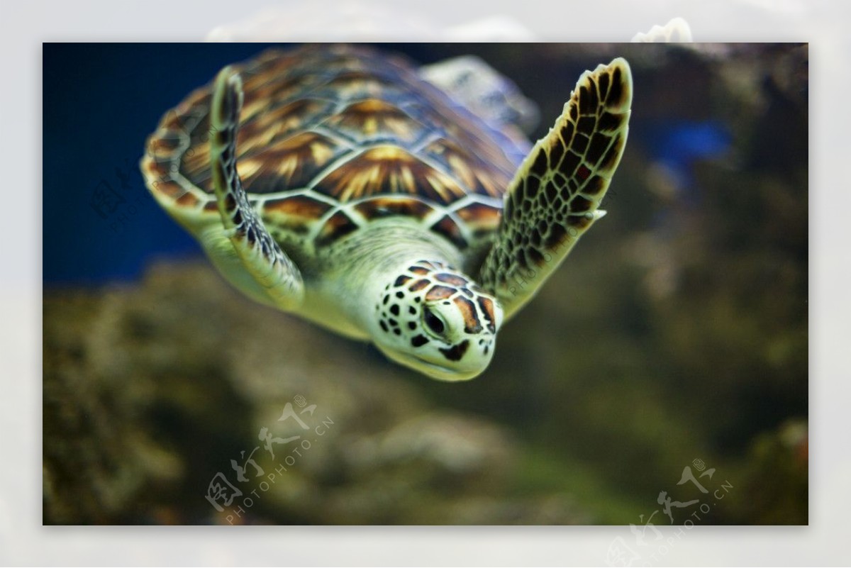 海龟 摄影图__海洋生物_生物世界_摄影图库_昵图网nipic.com