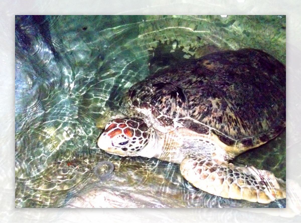 宁波海洋世界海龟图片