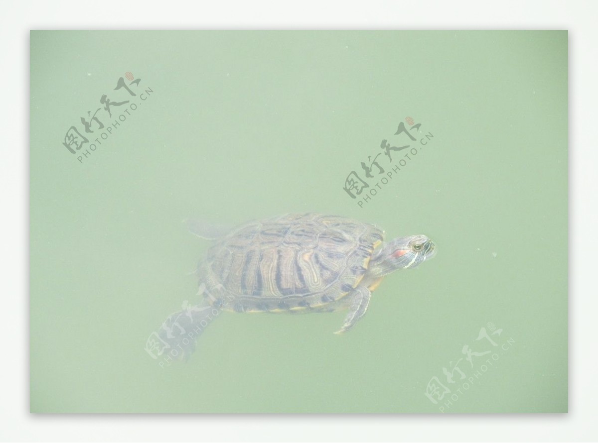 水中游弋的乌龟图片