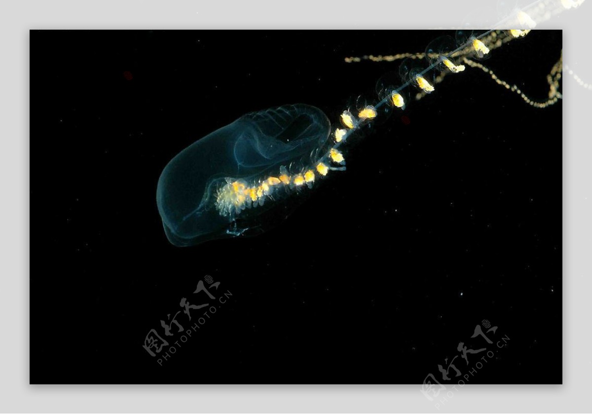 深海發光生物图片