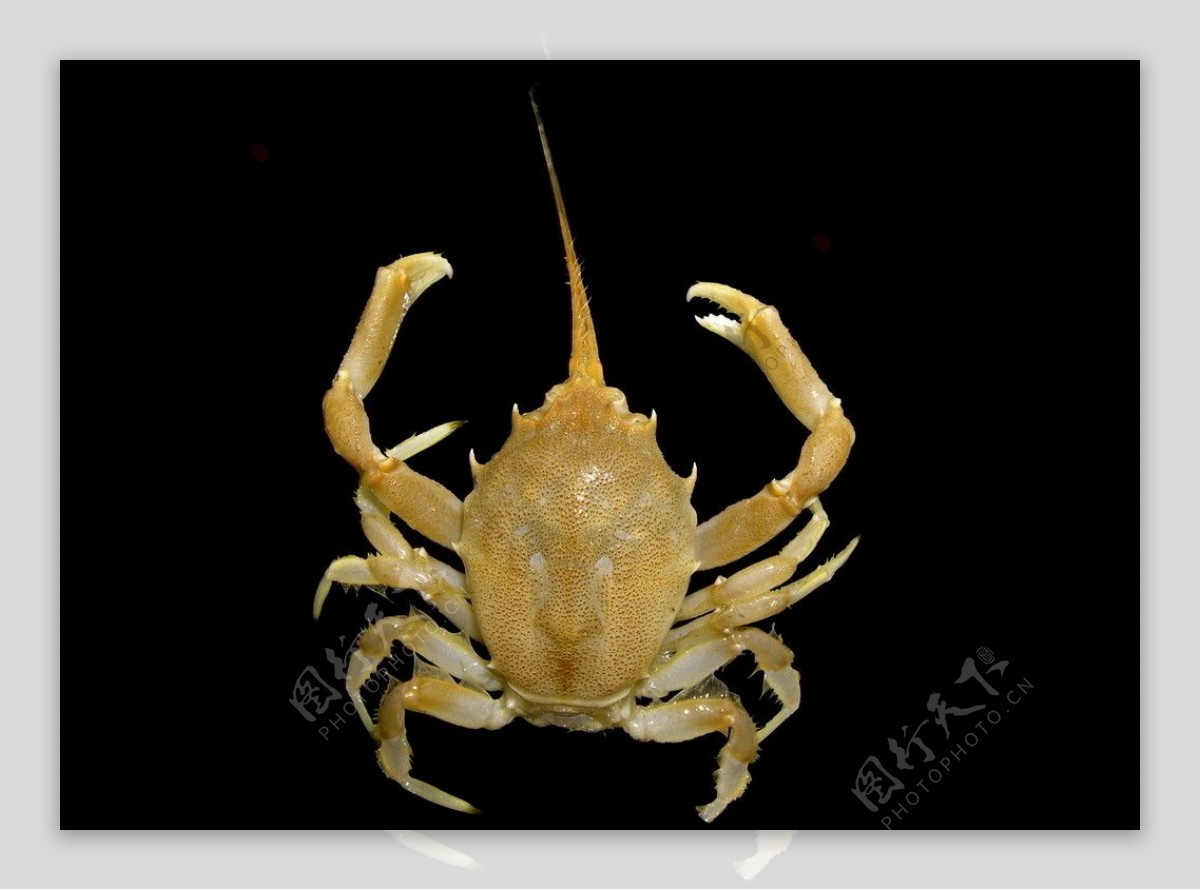 人面蟹Corystescassivelaunus图片