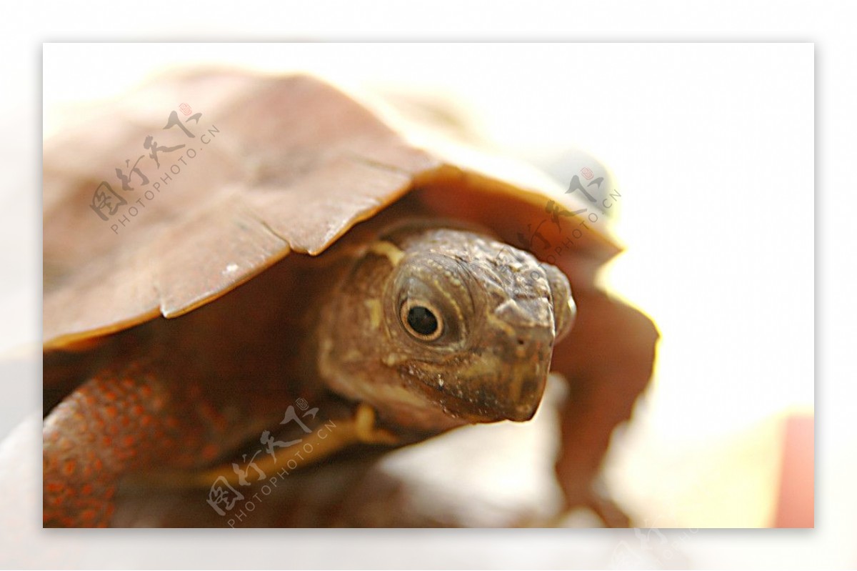乌龟摄影图片