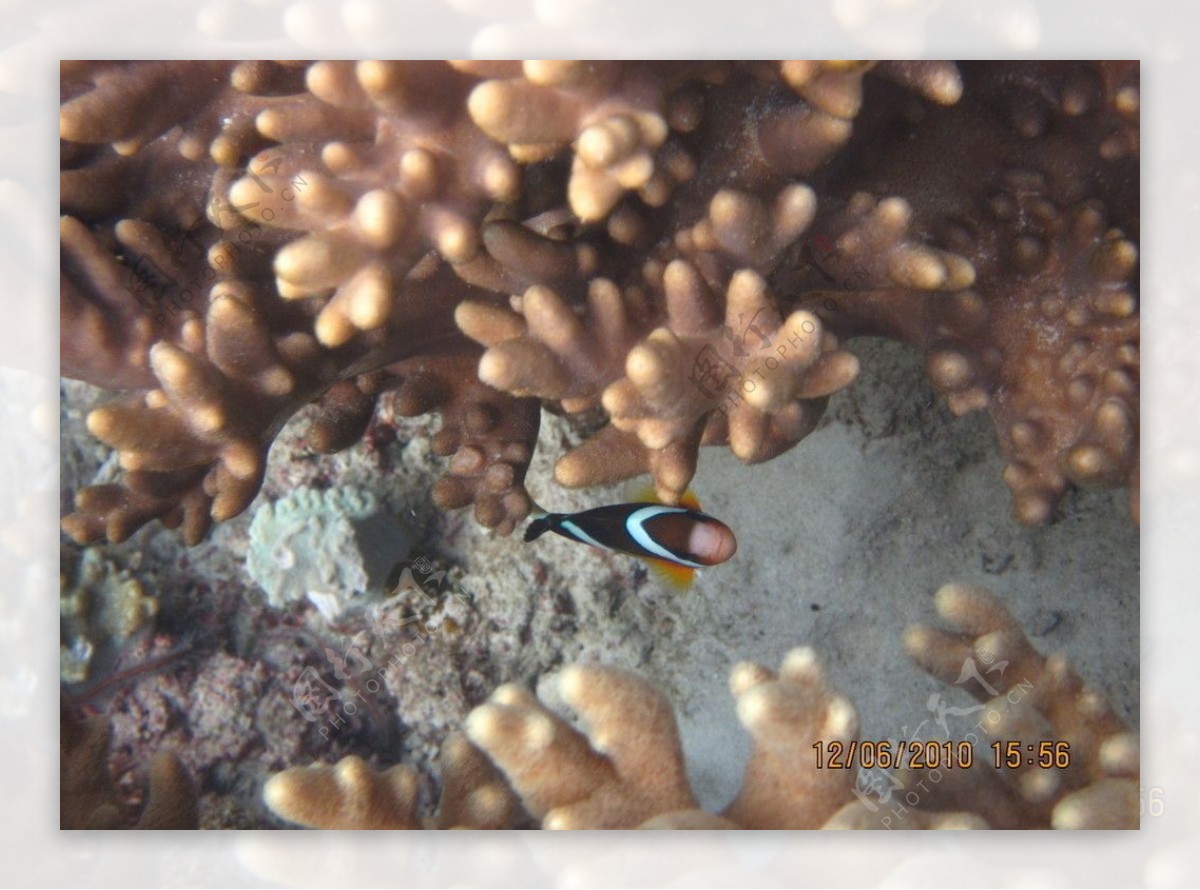海底珊瑚海鱼图片