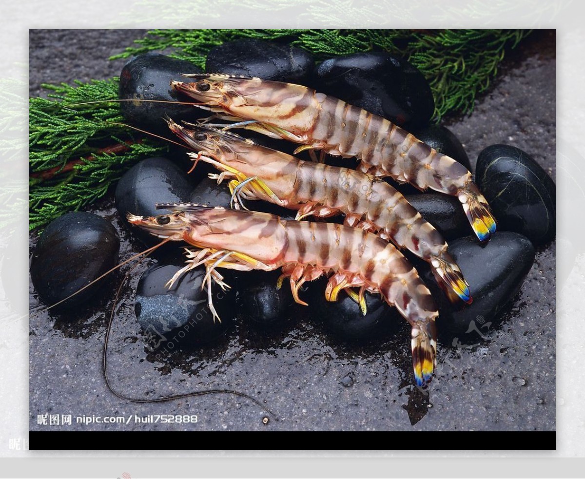 海洋生物海鲜草虾图片