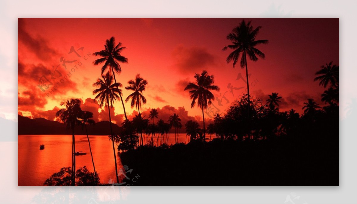 夕阳椰树图片