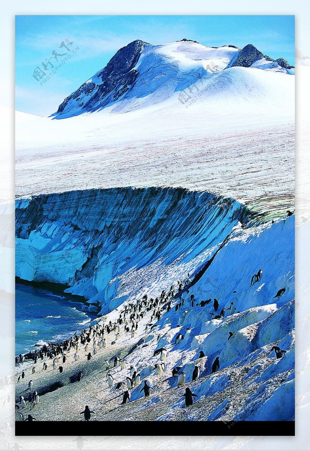 雪山企鹅群图片