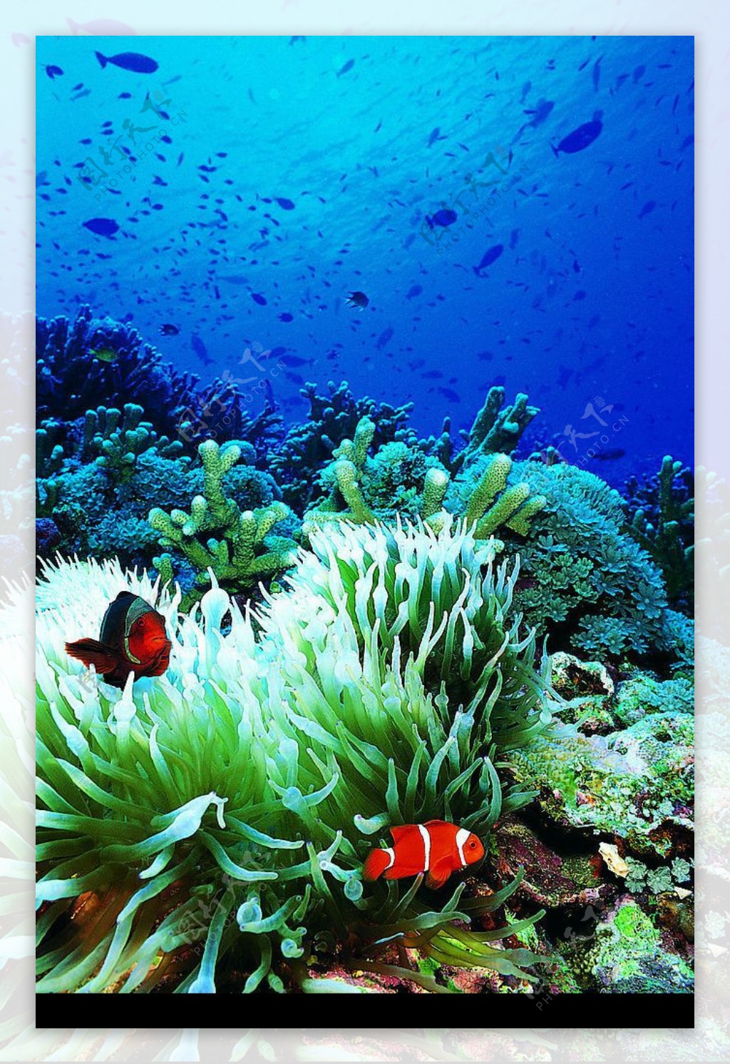 海洋生物壁纸【8】海洋生物壁纸图片_桌面壁纸图片_壁纸下载-元气壁纸