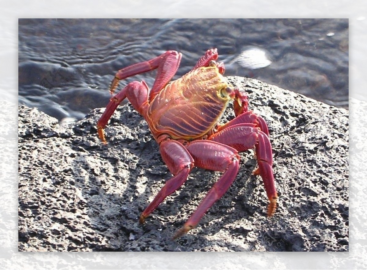 红石蟹Grapsusgrapsus图片