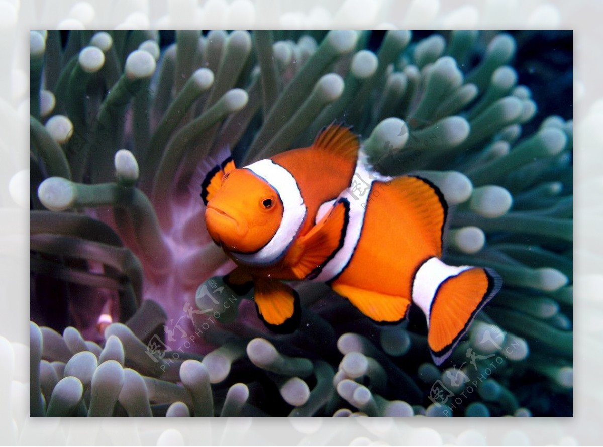 小丑鱼和珊瑚图片