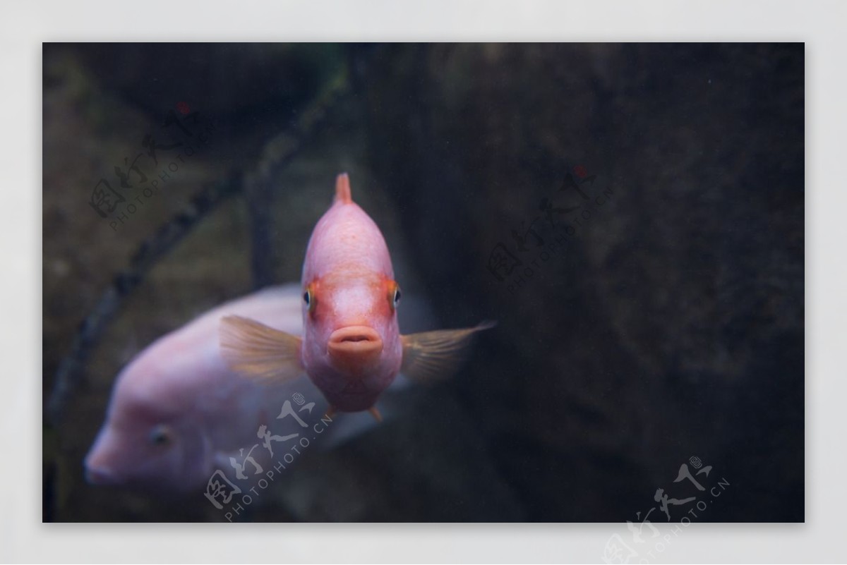 鱼的眼神图片