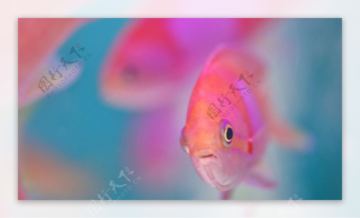 粉红鱼图片
