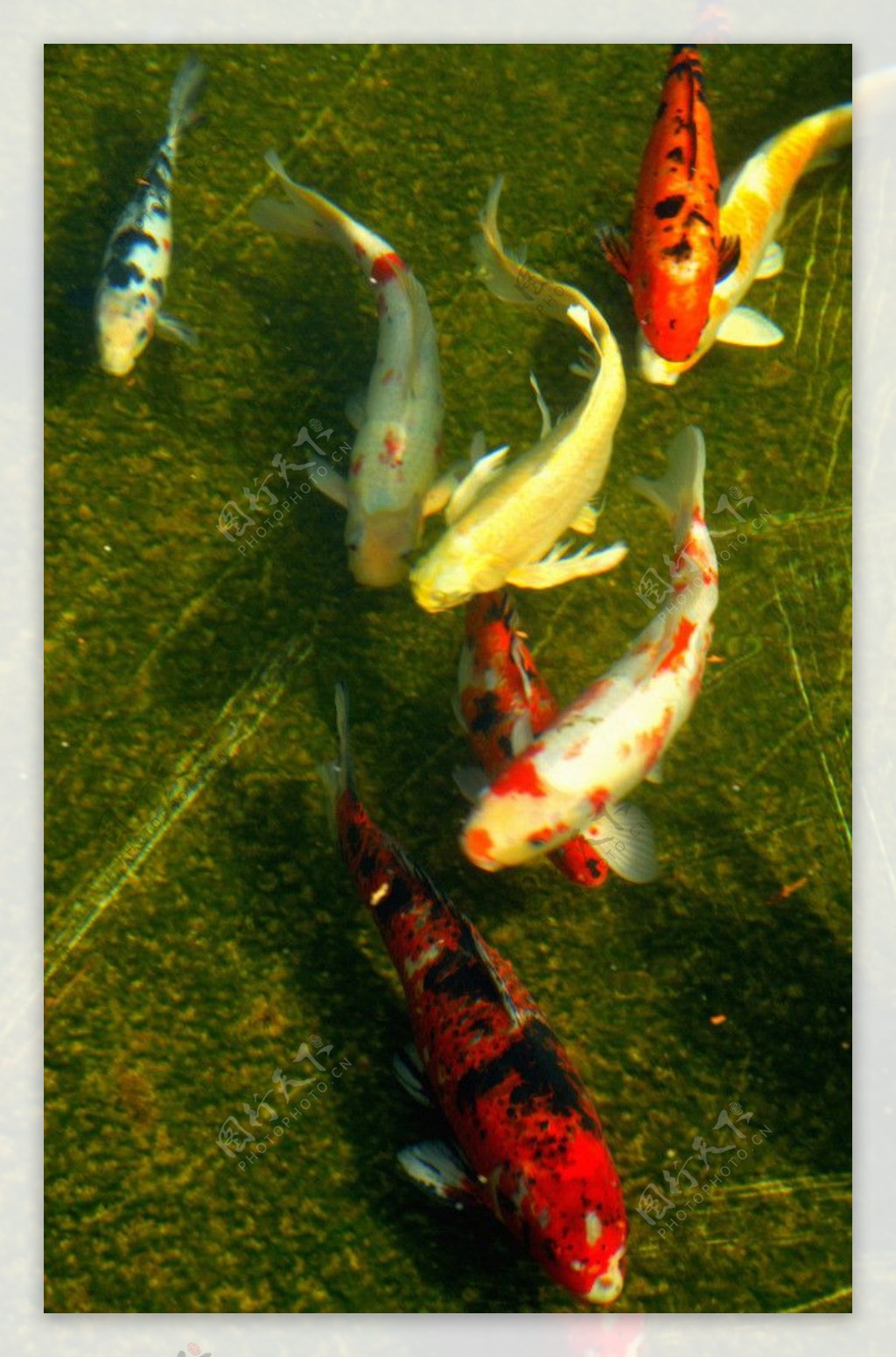 锦鲤鱼图片