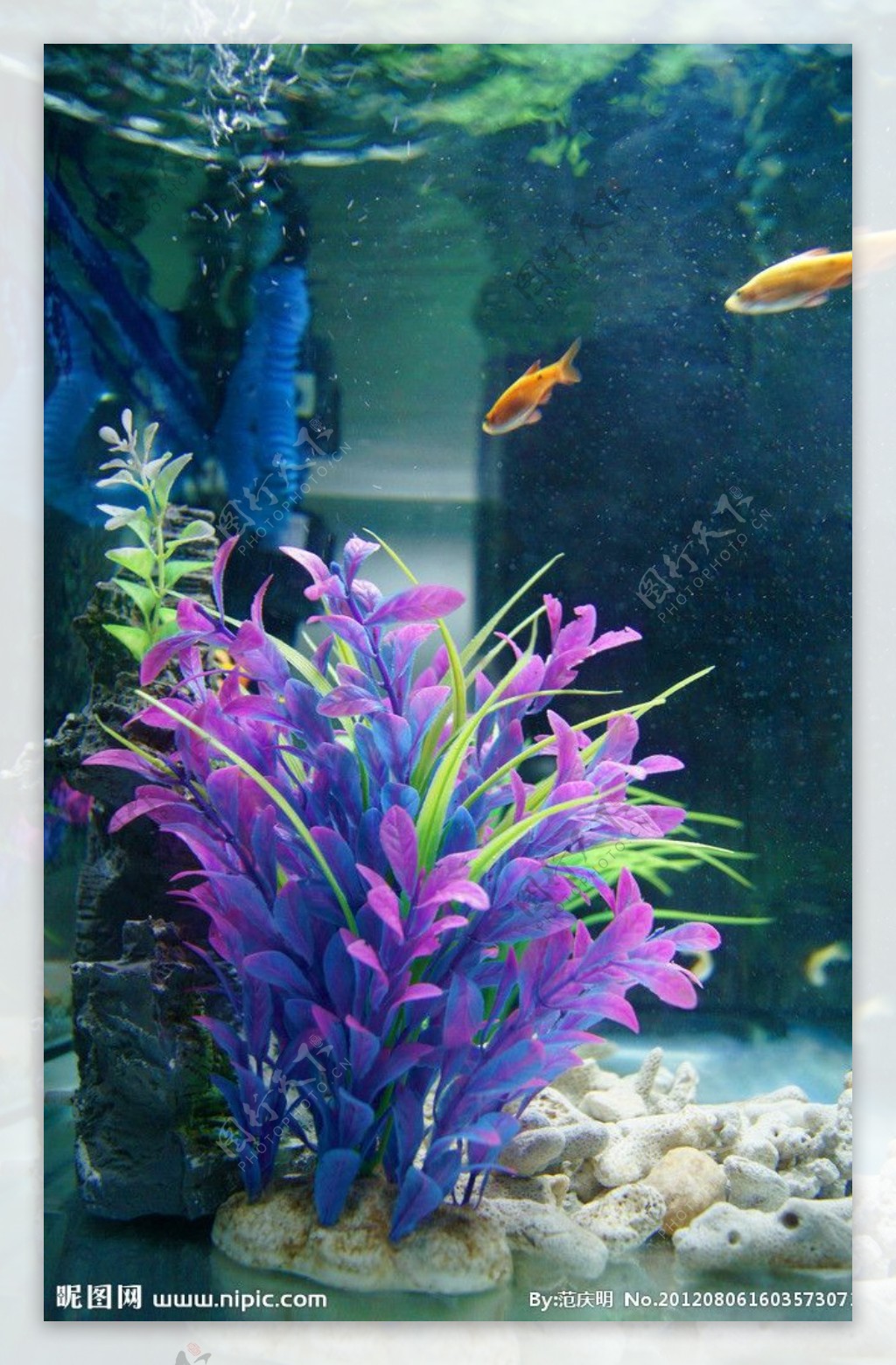 鱼缸景观图图片