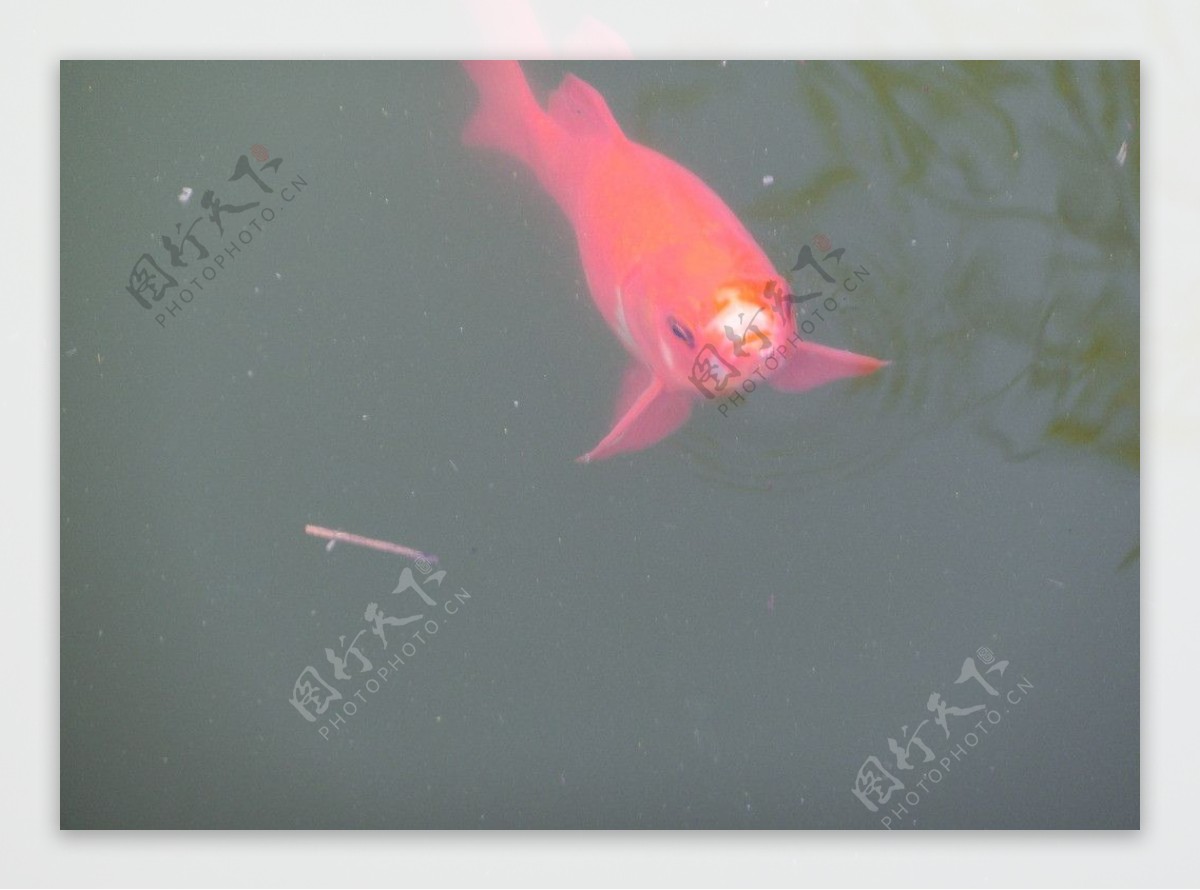 红鱼图片素材-编号14080513-图行天下