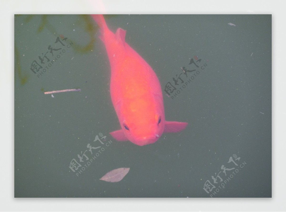 红鱼吃叶图片