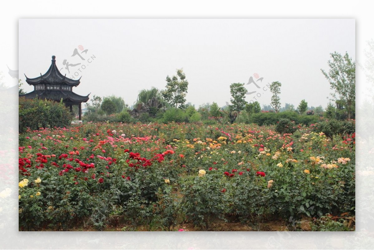 花草种植基地图片