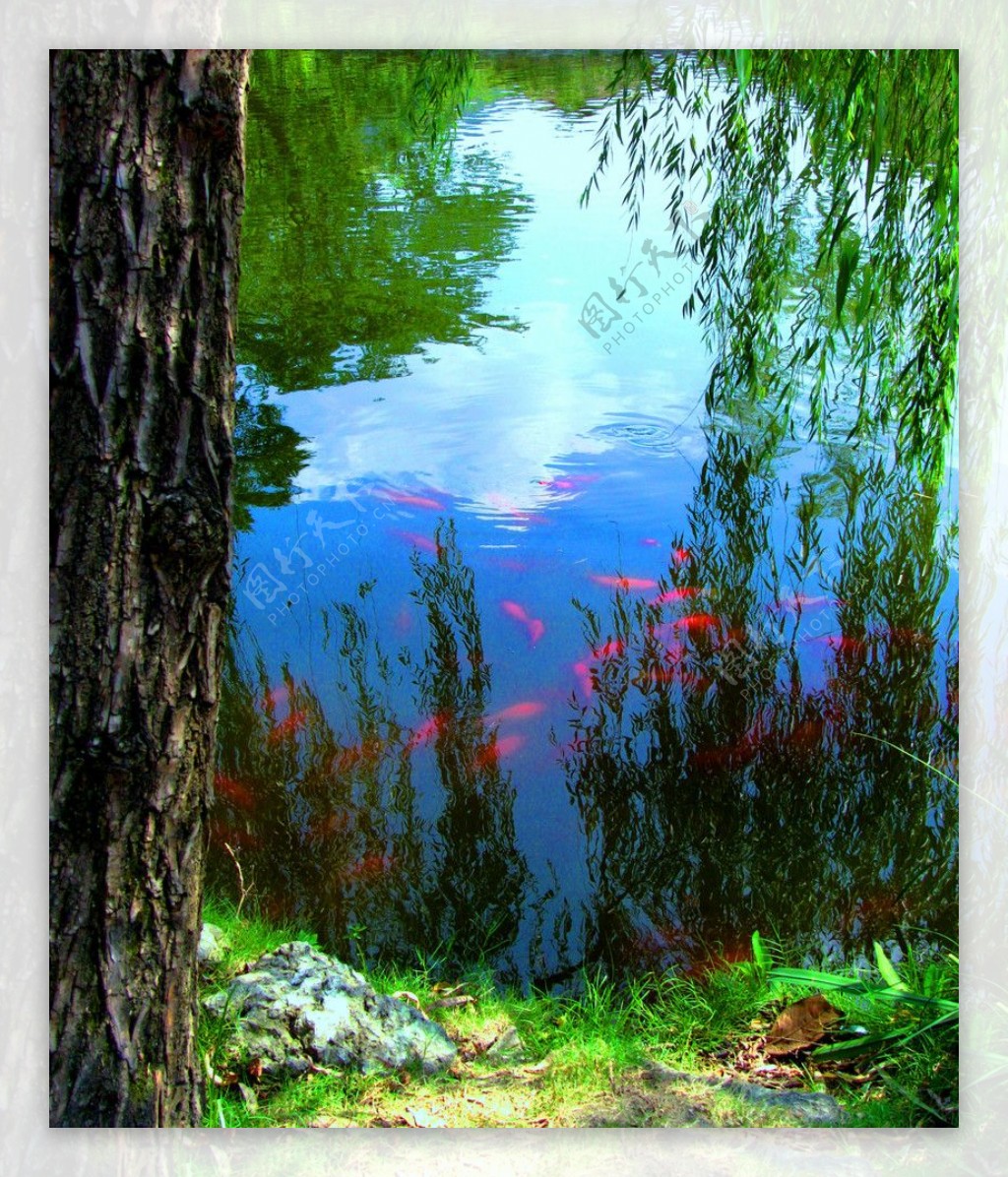 红锦鲤图片