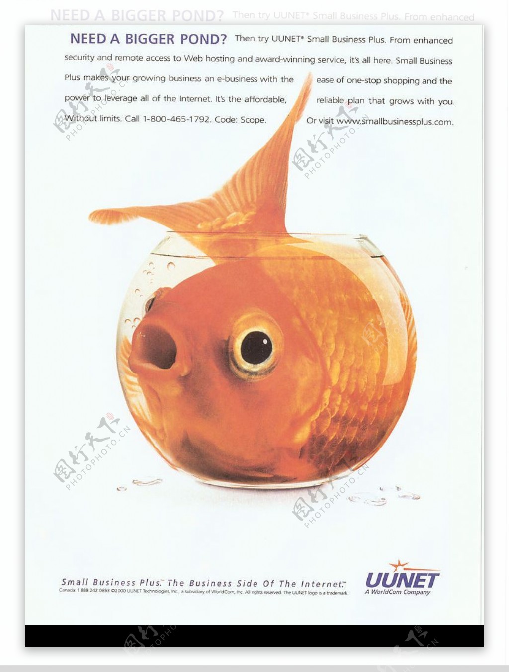 海报鱼图片