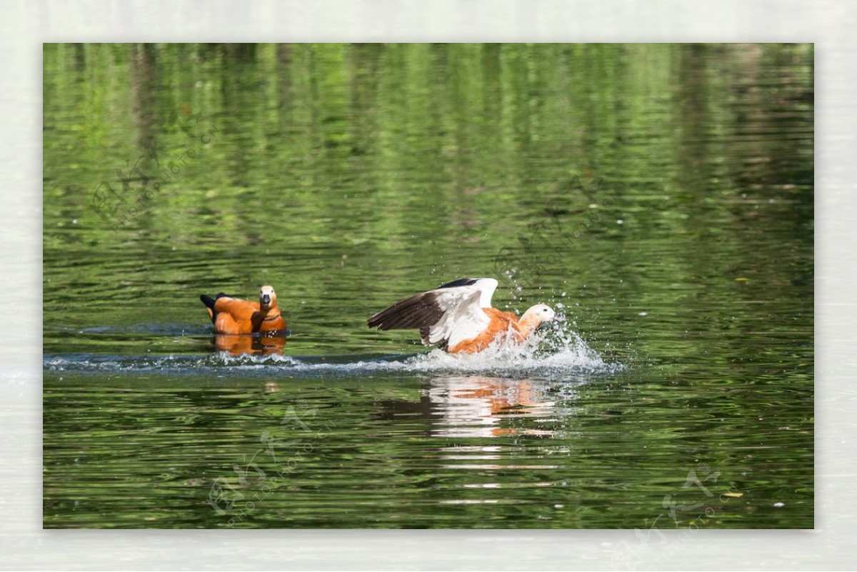 戏水的赤麻鸭图片