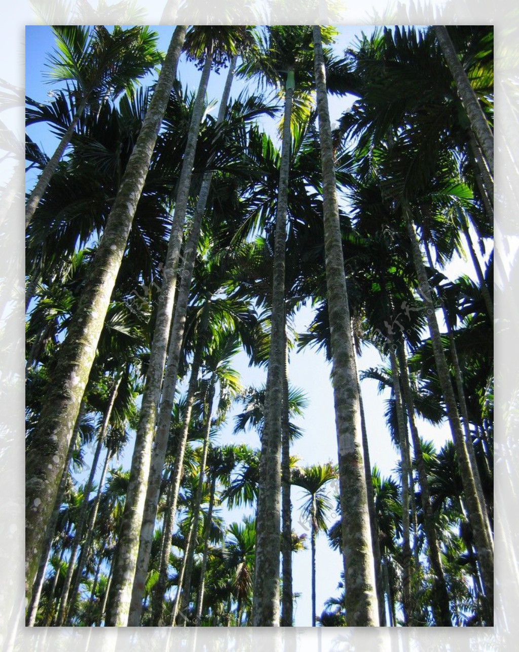 槟榔谷的槟榔树图片
