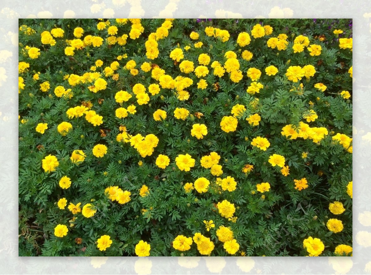 黄色小花丛图片