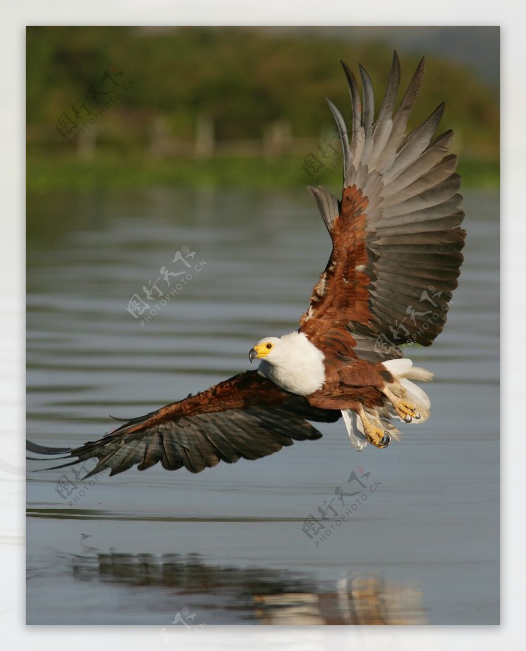 掠过水面的雄鹰图片