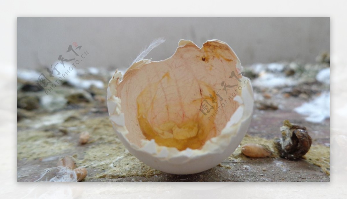 蛋壳图片