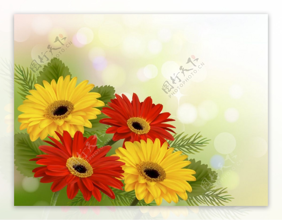 彩色非洲菊背景矢量素材图片
