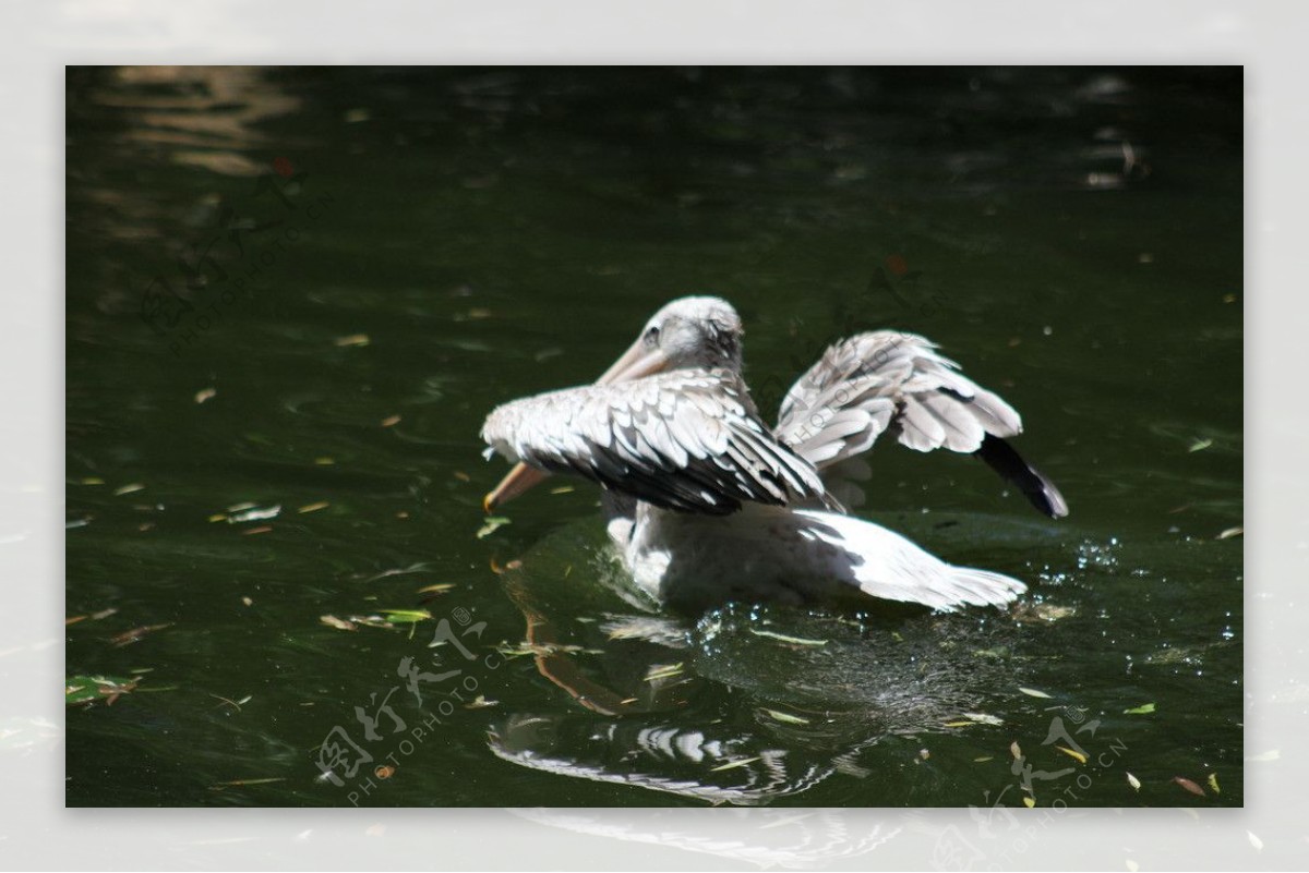 鹈鹕水禽湖飞禽图片