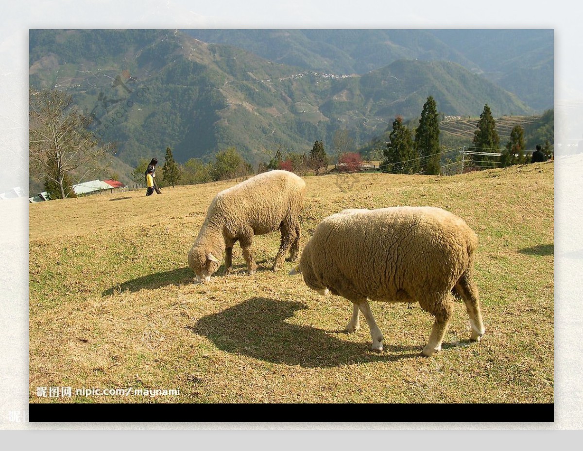 台湾中部清静农场里的绵羊图片
