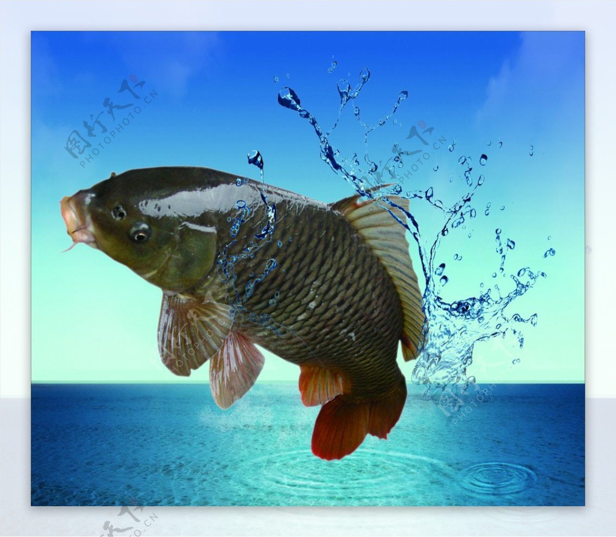 跳跃的鱼与动感水花图片素材-编号26237656-图行天下