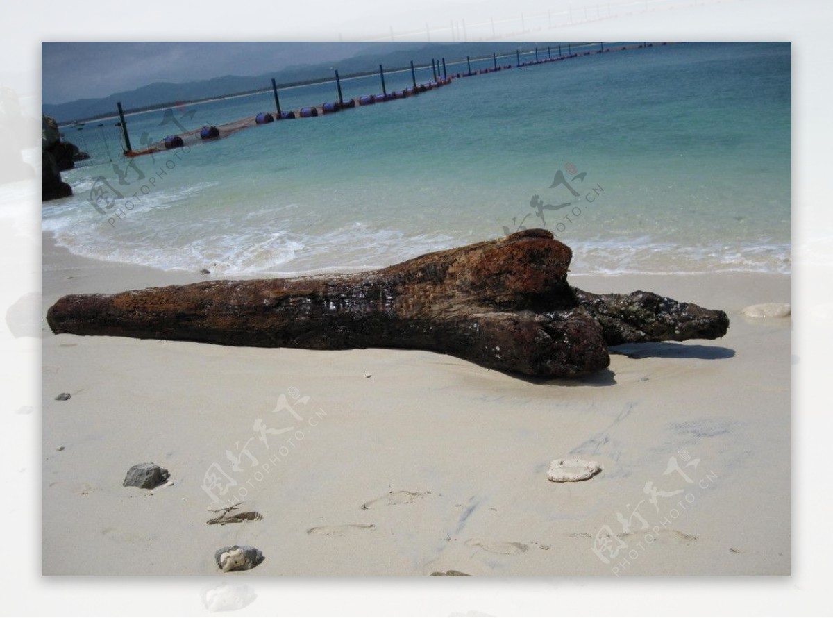海边朽木图片