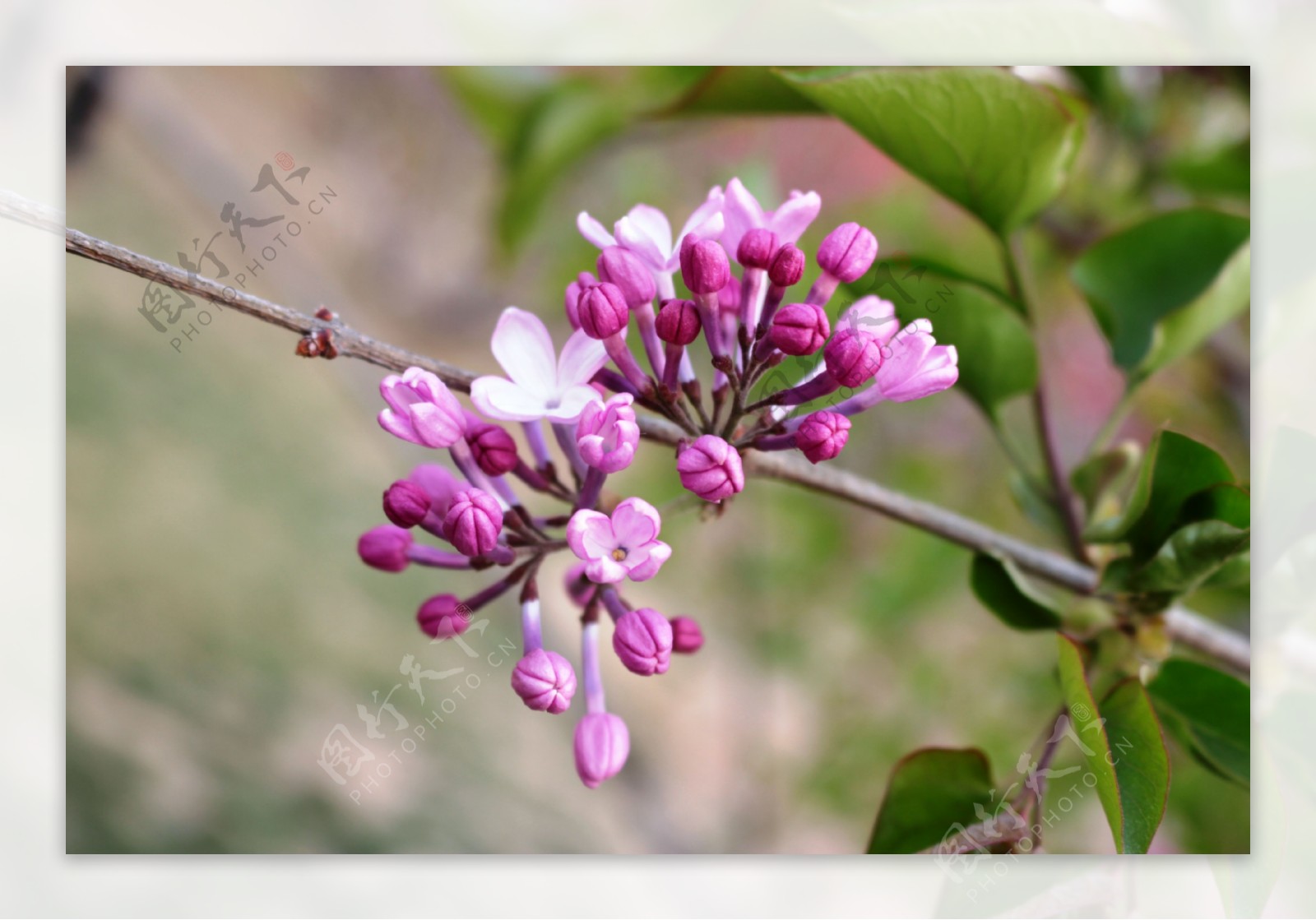 丁香花图片