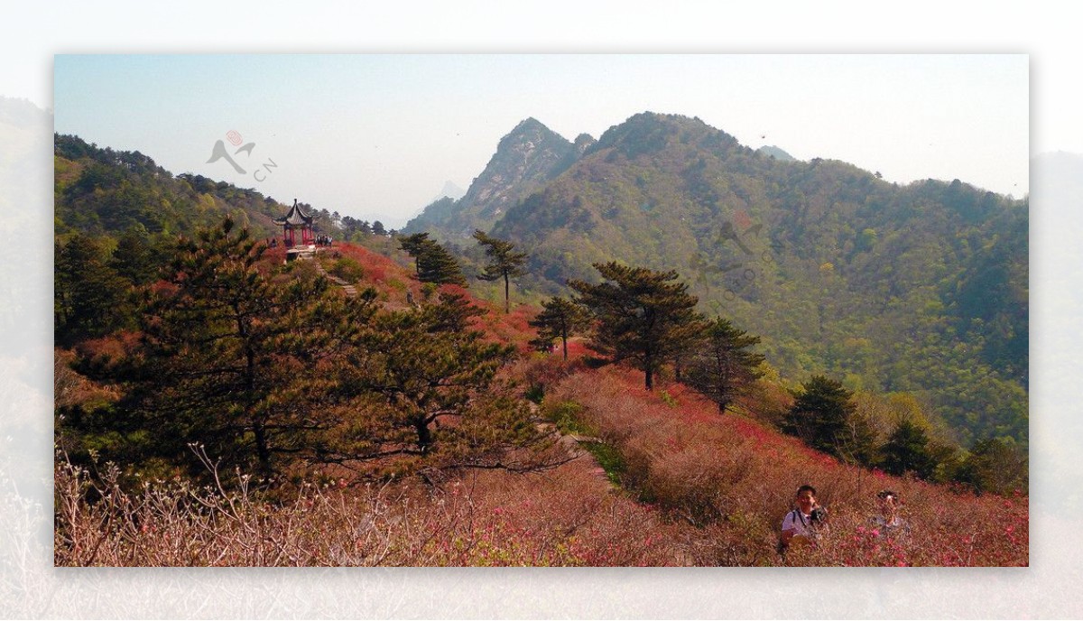 大别山杜鹃节图片