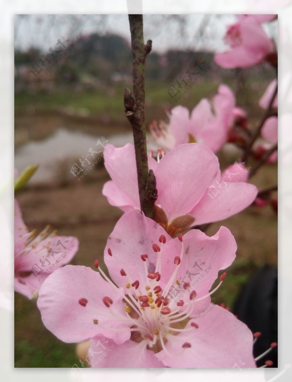 桃花图片