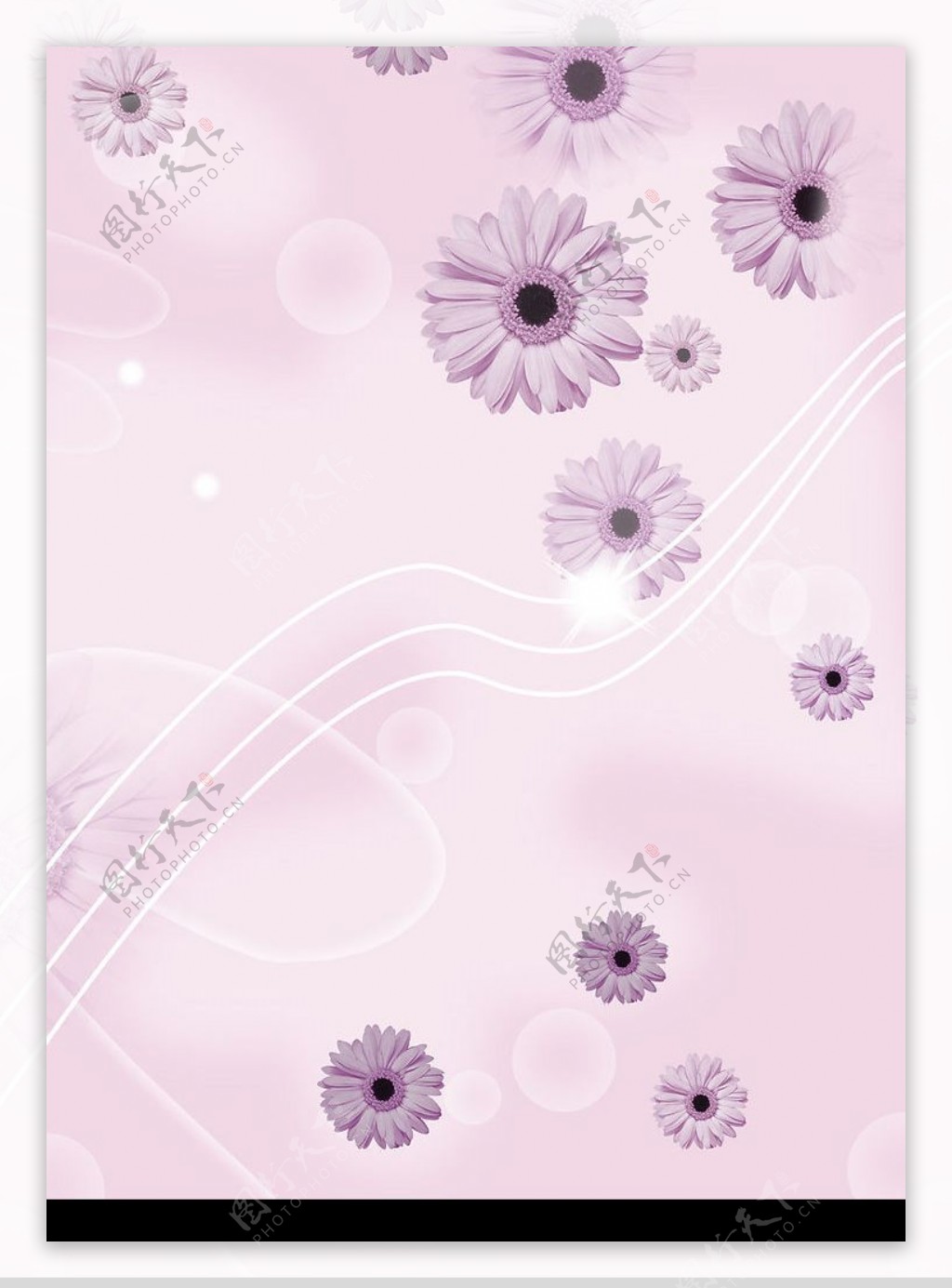紫菊图片