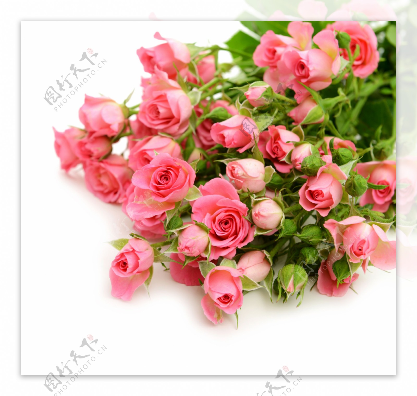 粉玫瑰花束 - 堆糖，美图壁纸兴趣社区
