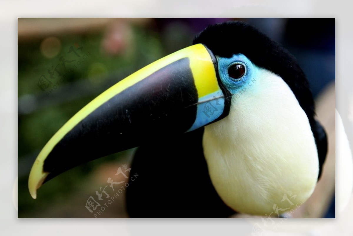 黑头蜡嘴雀——一种号称是鸟类中的“永动机”的动物_百科TA说