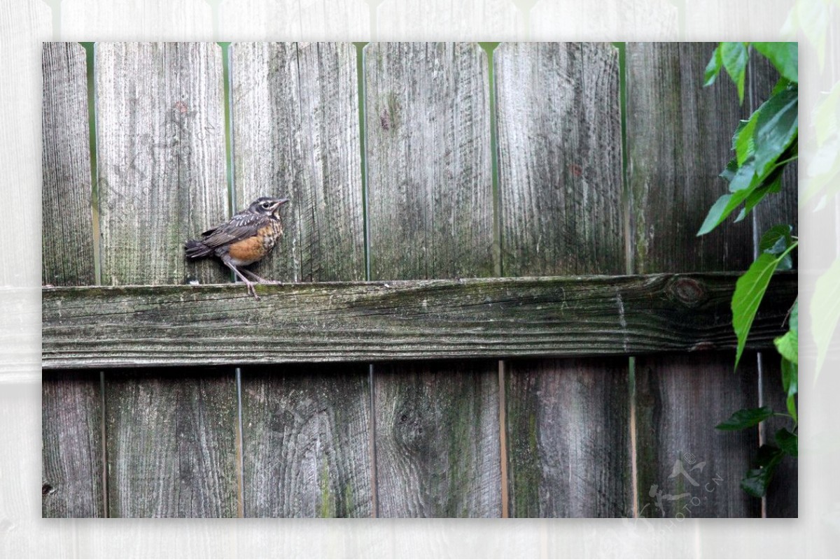栅栏上的小鸟图片