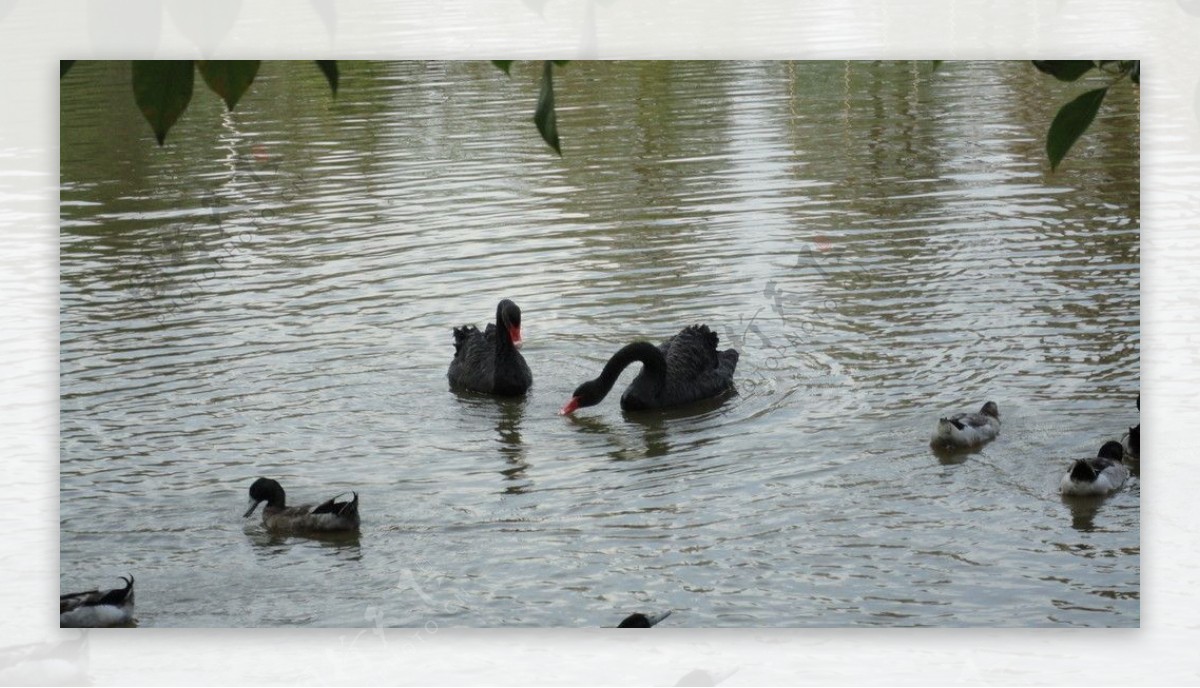 戏水的黑天鹅图片