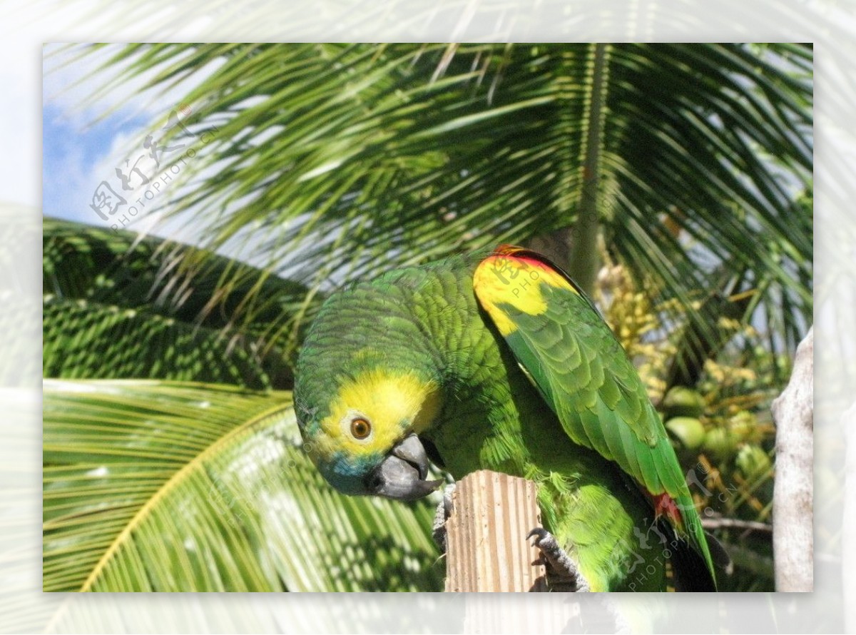 亚马逊杂交鹦鹉图片