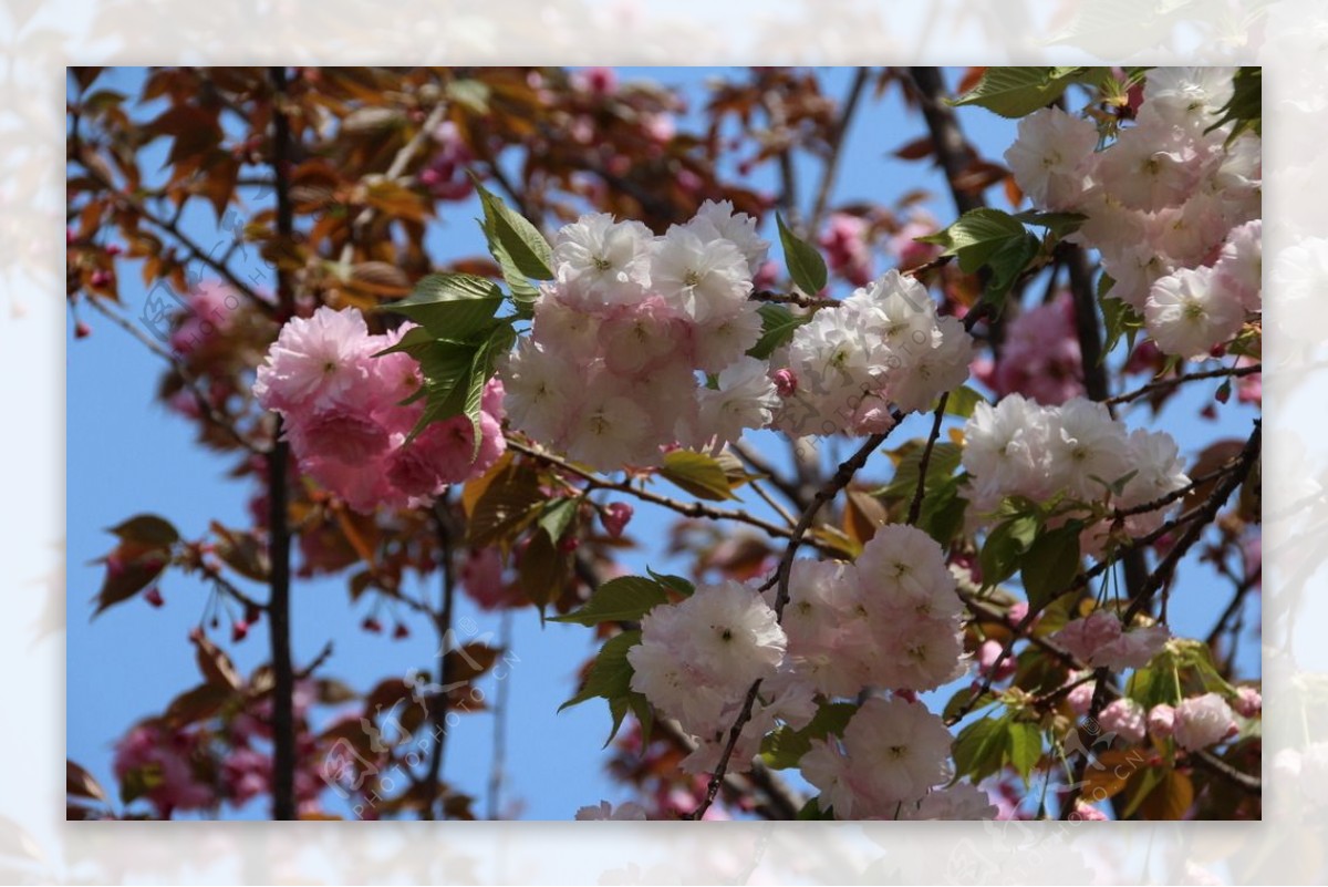 粉白櫻花图片